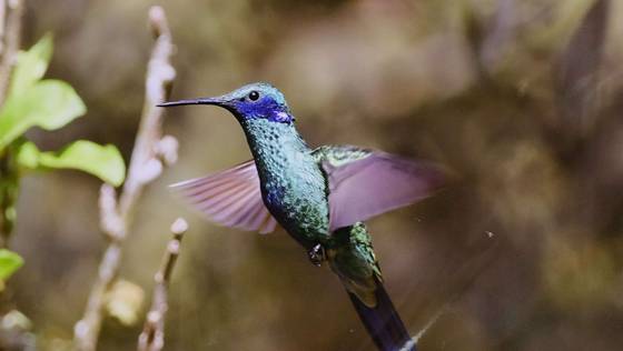 Robert Chalás Kolibrík modrolíci, Ekvádor